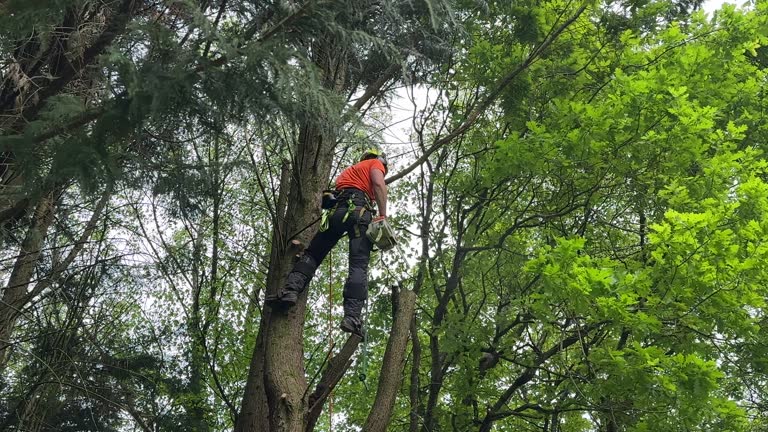 Best Seasonal Cleanup (Spring/Fall)  in Brunswick, MD