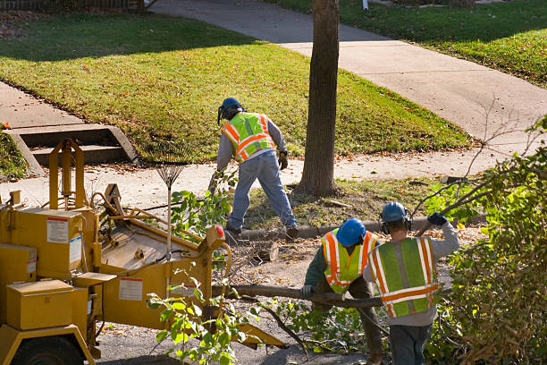 Trusted Brunswick, MD Tree Removal Experts