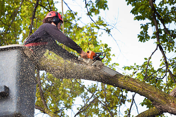 Best Tree Health Inspection  in Brunswick, MD