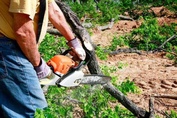 Best Tree Disease Treatment  in Brunswick, MD
